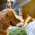 pet_friendly