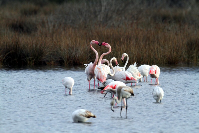 02 fenicotteri rosa laguna di orbetello, parco della maremma
