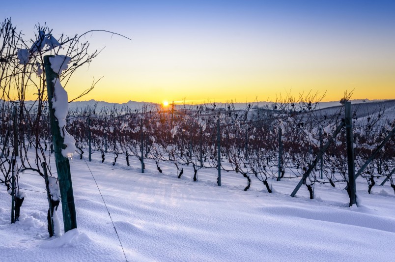 91736462_l vigneti del barolo sotto la neve, roero, piemonte