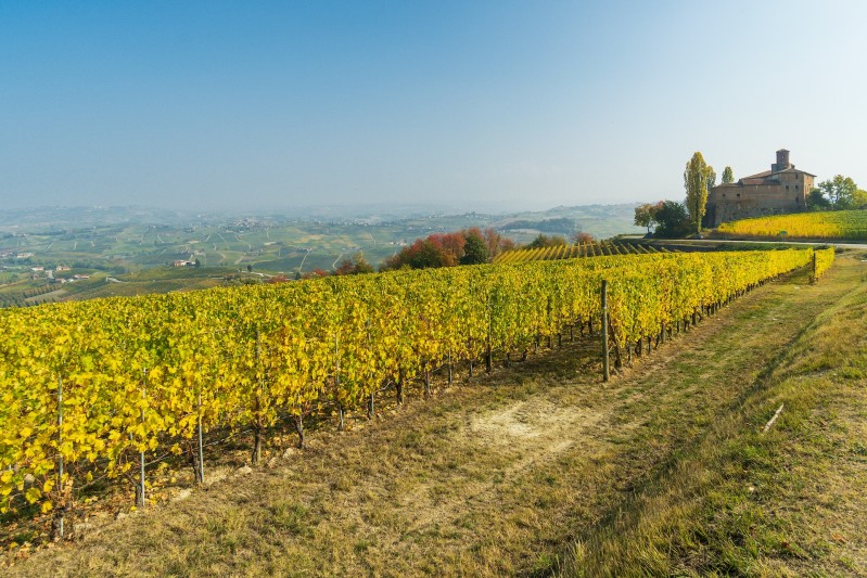 barolo vigneti