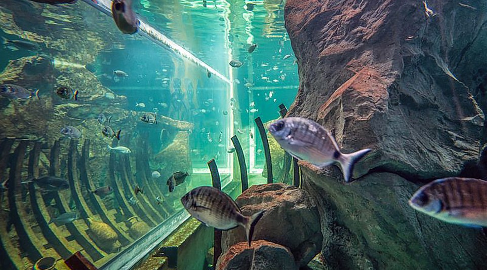 acquariolivorno