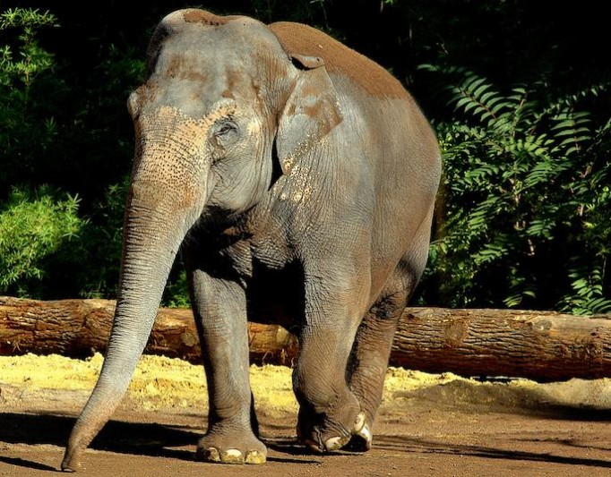 bioparco-1bis