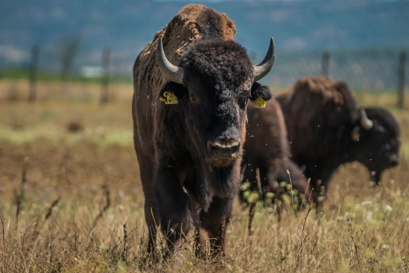 bisonti