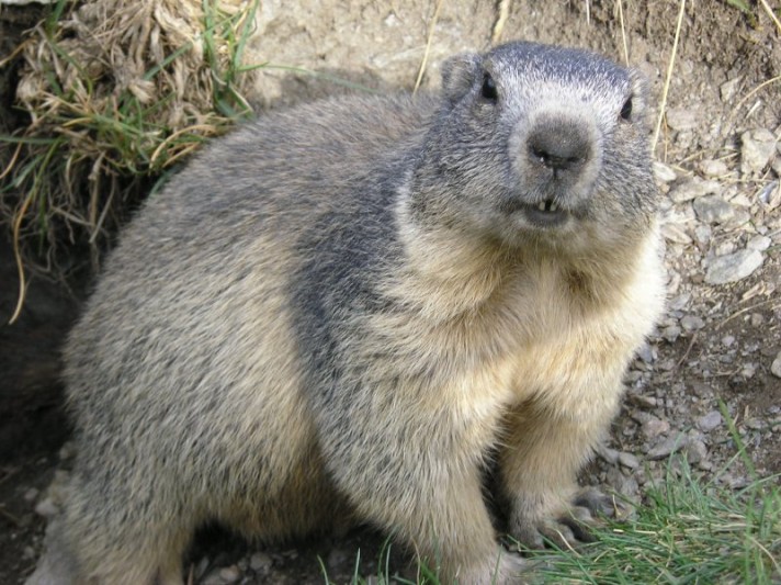 marmota_marmota_alpes2