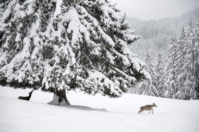 Boschi nei dintorni di Panchià in Val di Fiemme